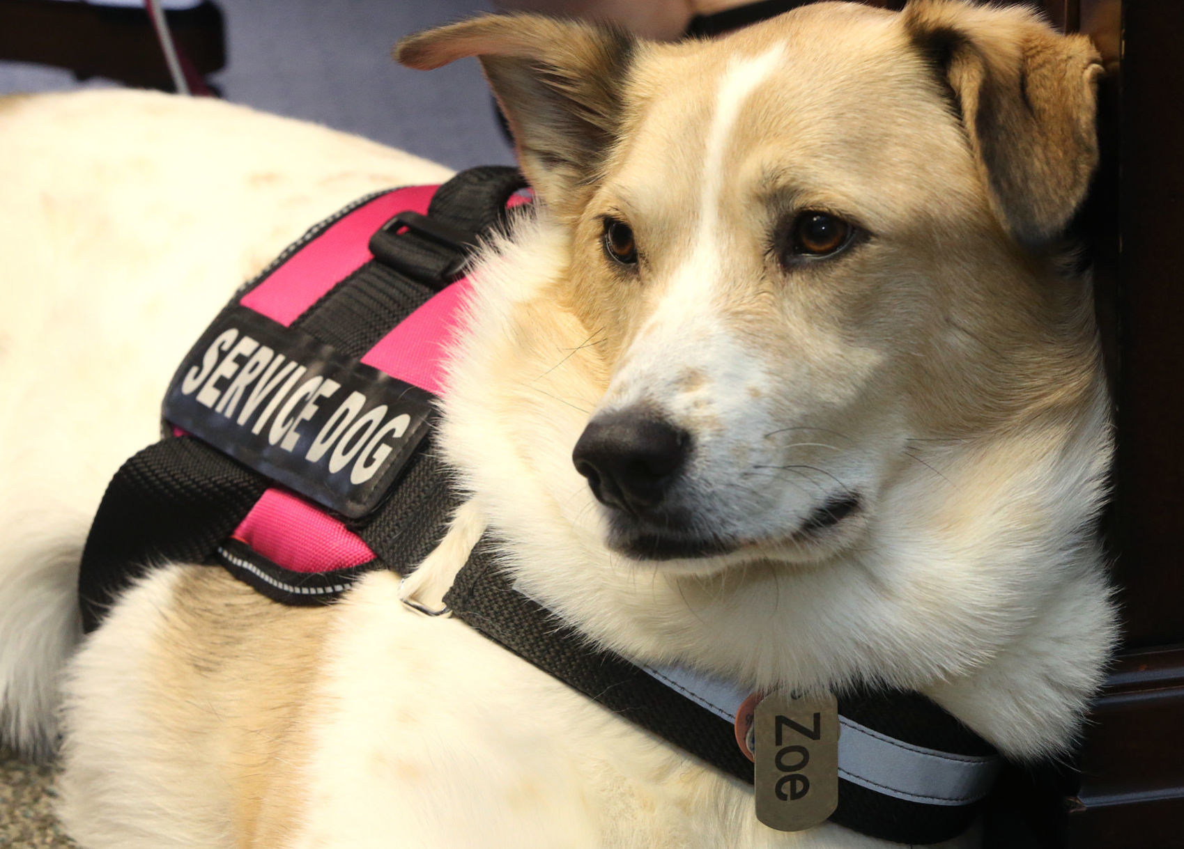 therapy dog